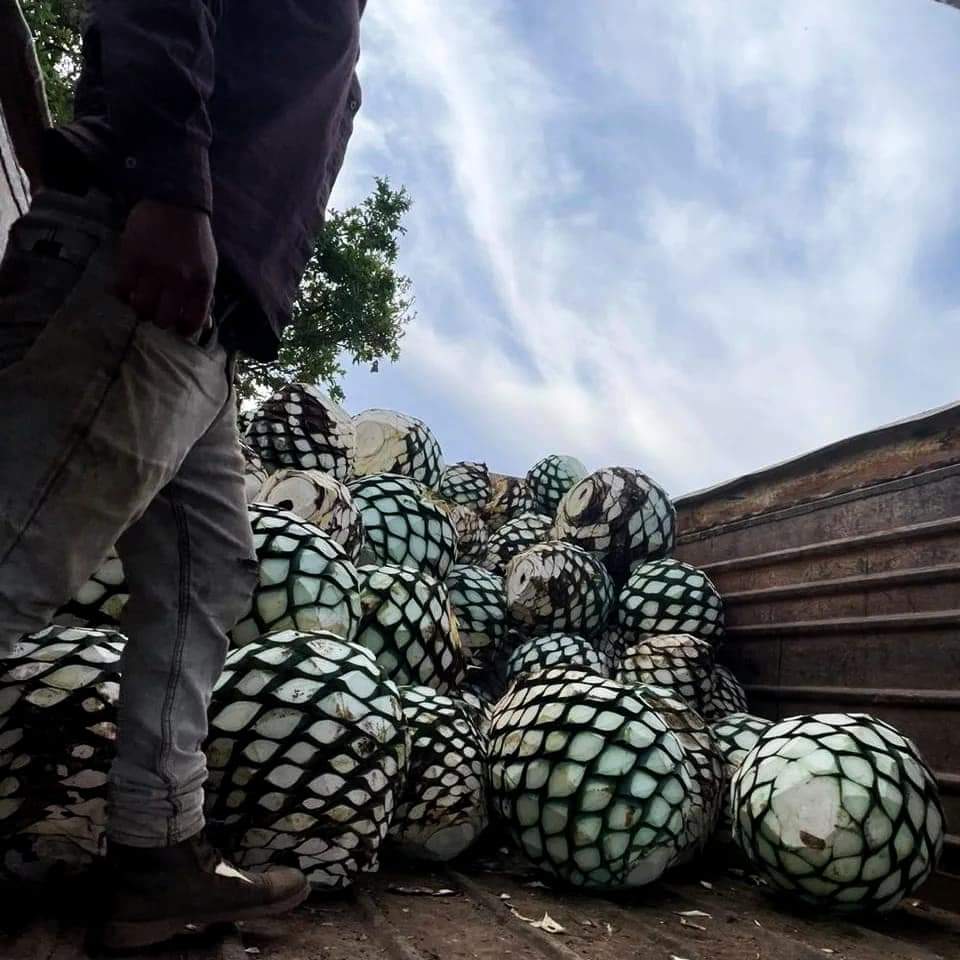 mezcal de tradicion mezcal1